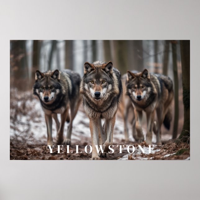 Poster d'art Loups de Yellowstone (Devant)