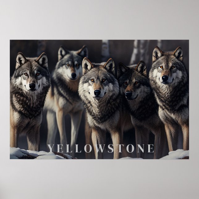 Poster d'art Loups de Yellowstone (Devant)