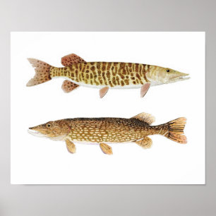 Poster d'art Muskie & Pike