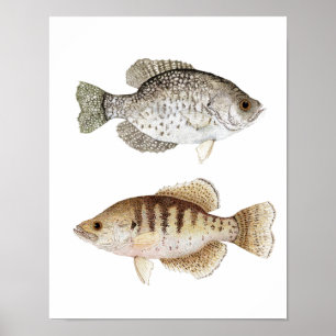 Poster d'art noir et blanc Crappie