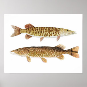 Poster d'art Northern Pike & Barred Muskie