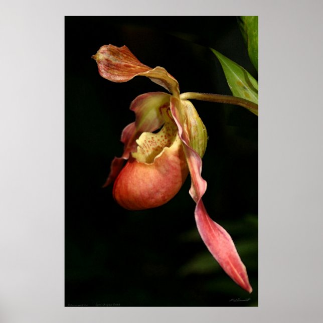 Poster d'art orchidée Lady's-Slipper -40x60-ou plu (Devant)
