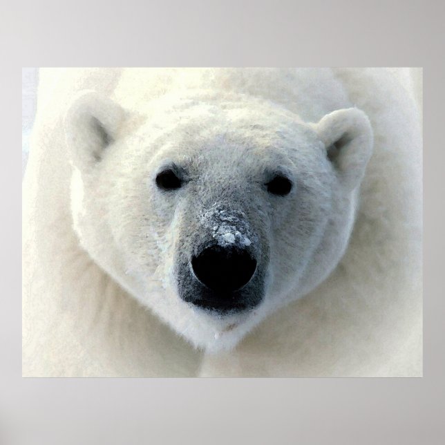 Poster d'art original Polar Bear (Devant)