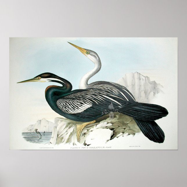 Poster d'art ornithologique vintage (Devant)