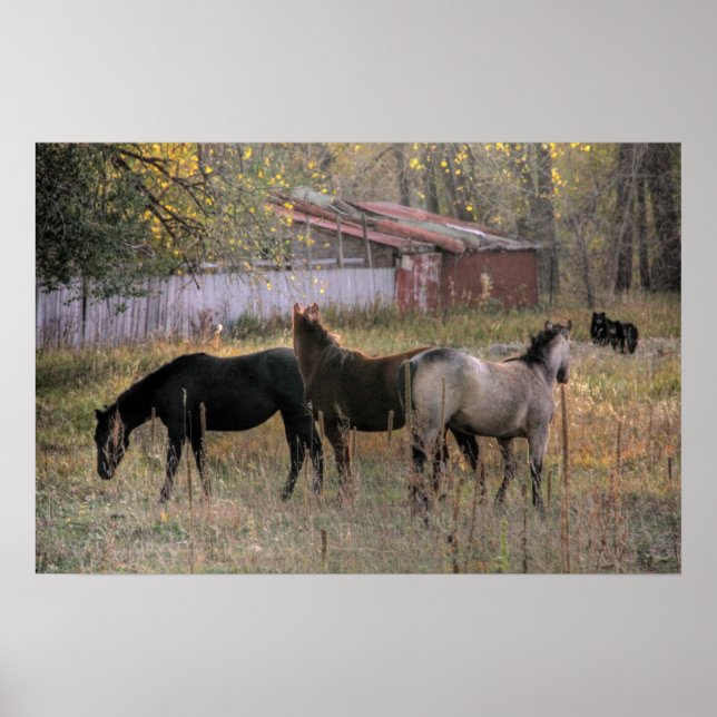 Poster d'art photo Ensemble Chevaux et Ours (Devant)