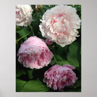 Poster d'art Pretty Pink Peony