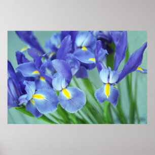 Poster d'art Printemps violet Iris