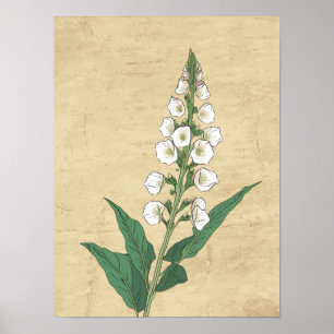 Poster d'art vintage de dessin de ligne botanique