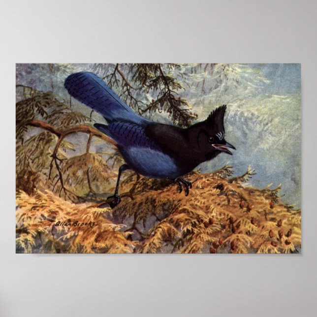Poster d'art vintage Steller's Jay Bird (Devant)