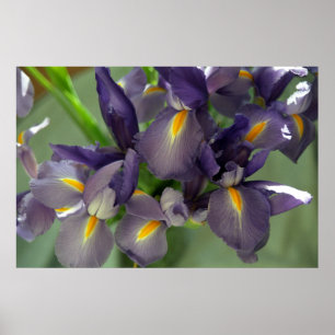 Poster d'art violet Iris