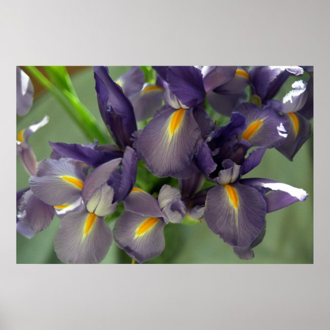 Poster d'art violet Iris (Devant)