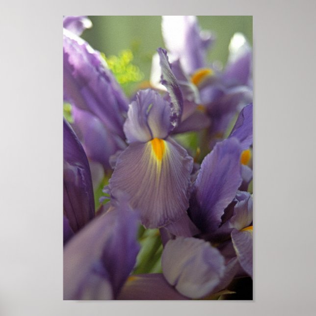 Poster d'art violet Iris (Devant)