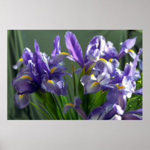 Poster d'art violet Iris