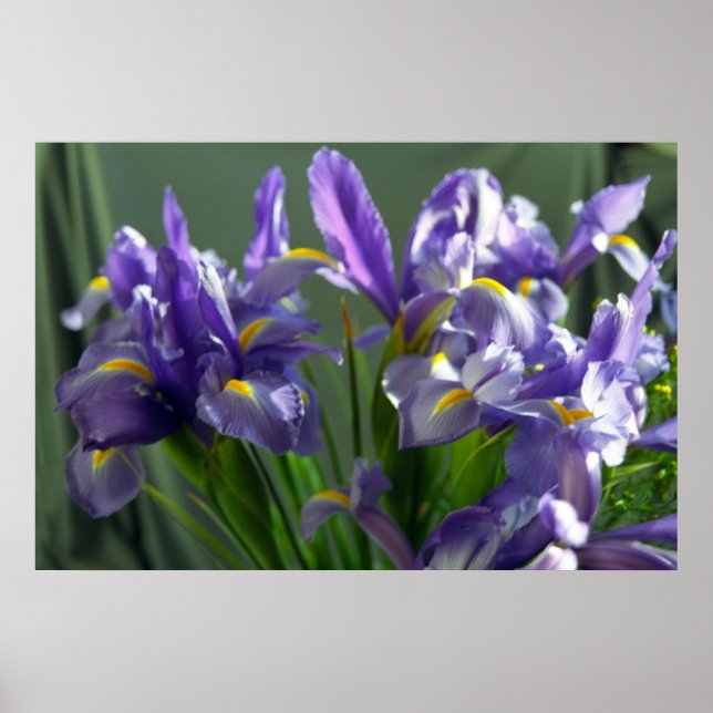 Poster d'art violet Iris (Devant)
