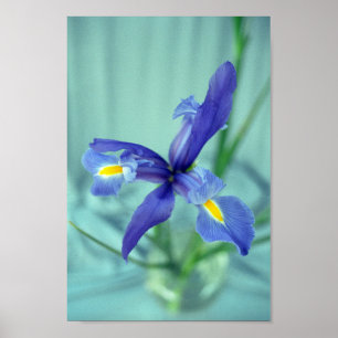 Poster d'art violet Iris