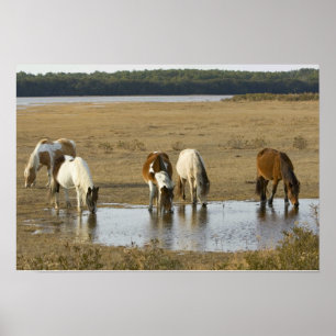 Poster d'Assateague Ponies