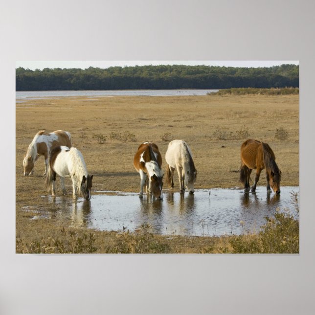 Poster d'Assateague Ponies (Devant)