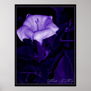 Poster Datura Mystica 3