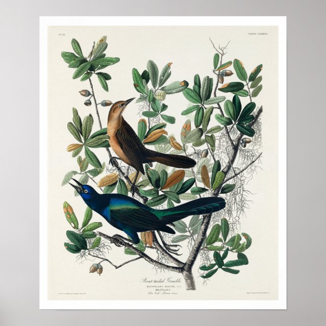 Poster d'Audubon Grackle (Devant)