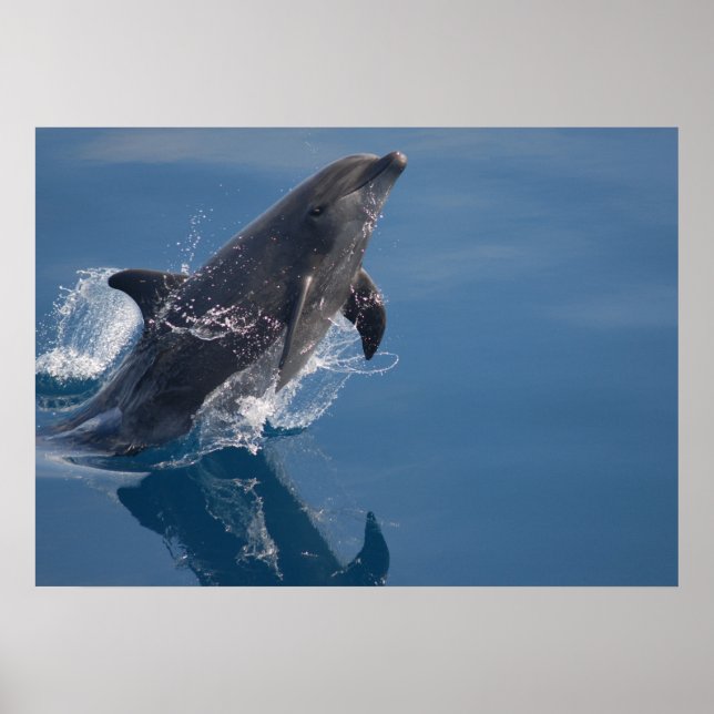 Poster dauphin (Devant)