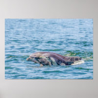 Poster Dauphin Amour de Mère & Bébé