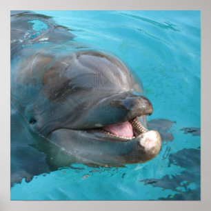 Poster Dauphin heureux