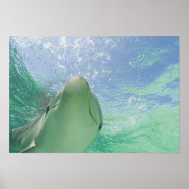 Poster Dauphins à gros nez (Tursiops truncatus) (Devant)