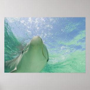 Poster Dauphins de verdure (Tursiops truncatus) 26
