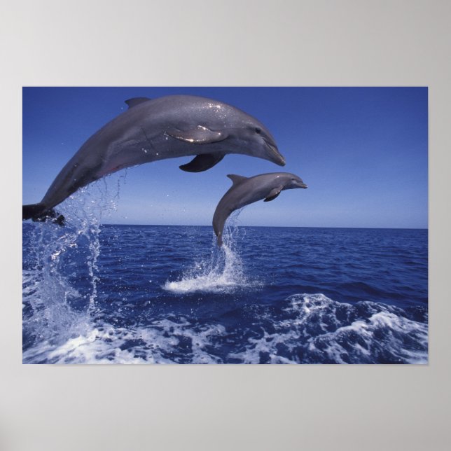 Poster dauphins des Caraïbes, à gros nez (Devant)