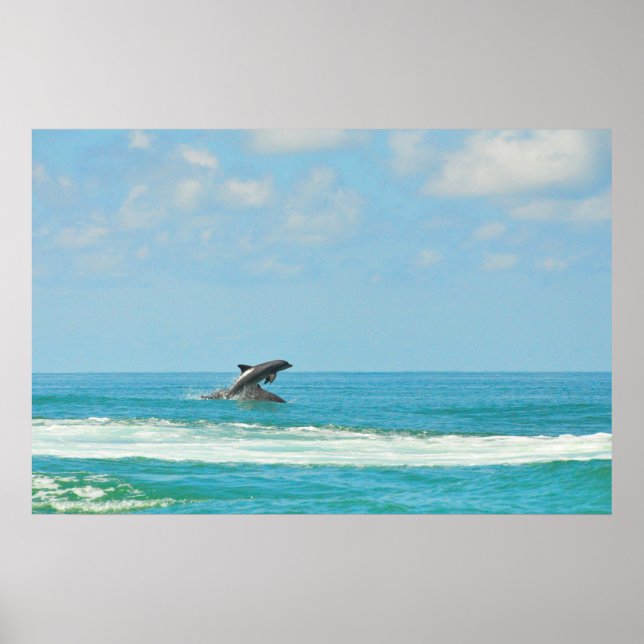 Poster Dauphins Sauvages Commun Jouant Dans L'Affiche De  (Devant)