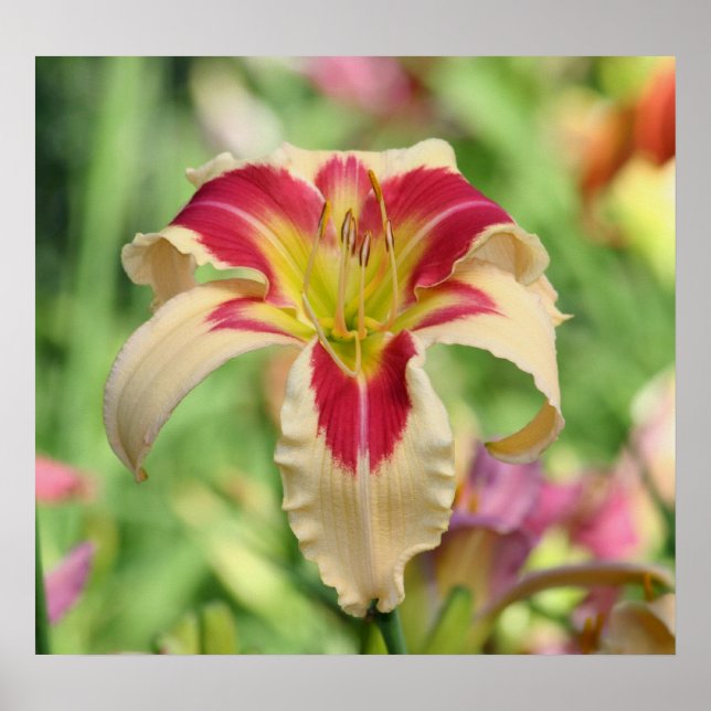 Poster Daylily Garden (Devant)