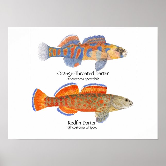 Poster de 2 fléchettes (Devant)