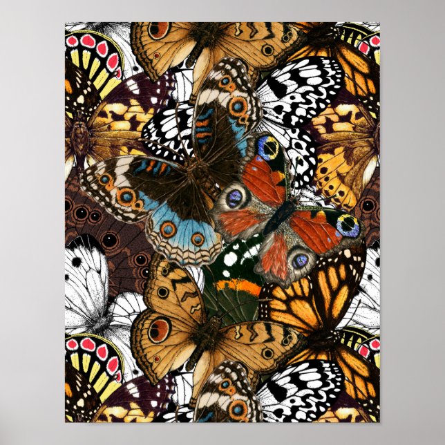 Poster de animal. Ailes papillons. (Devant)