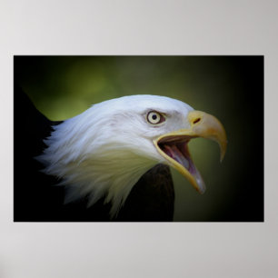 Poster de Bald Eagle
