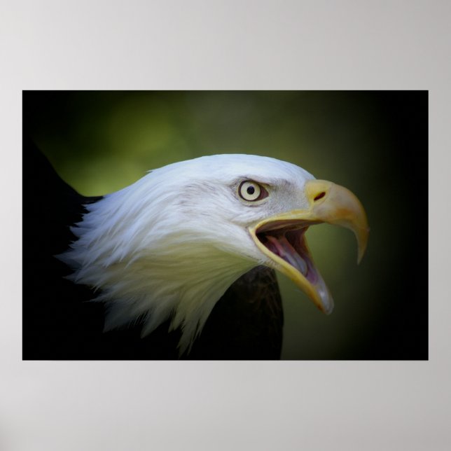 Poster de Bald Eagle (Devant)
