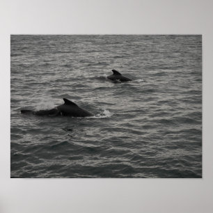 Poster de baleines pilotes