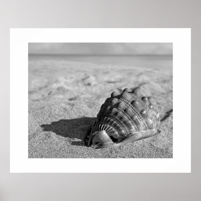Poster de Beach Shell (Devant)