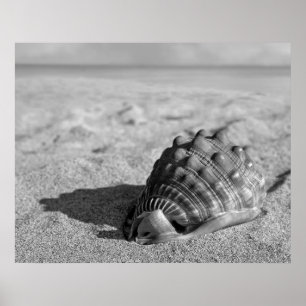 Poster de Beach Shell
