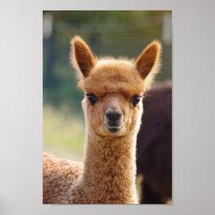 Poster de bébé Alpaca