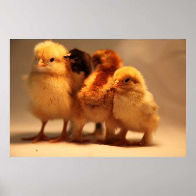 Poster de bébé poussins (Devant)