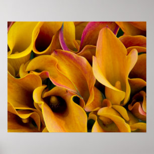 Poster De belles callas colorées au
