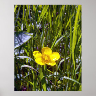 Poster de betercup Cheval Up