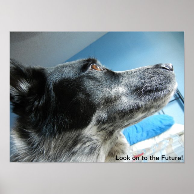 Poster de Blue Heeler (Devant)