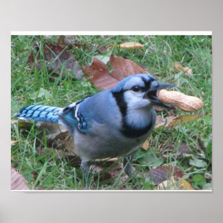 Poster de Bluejay