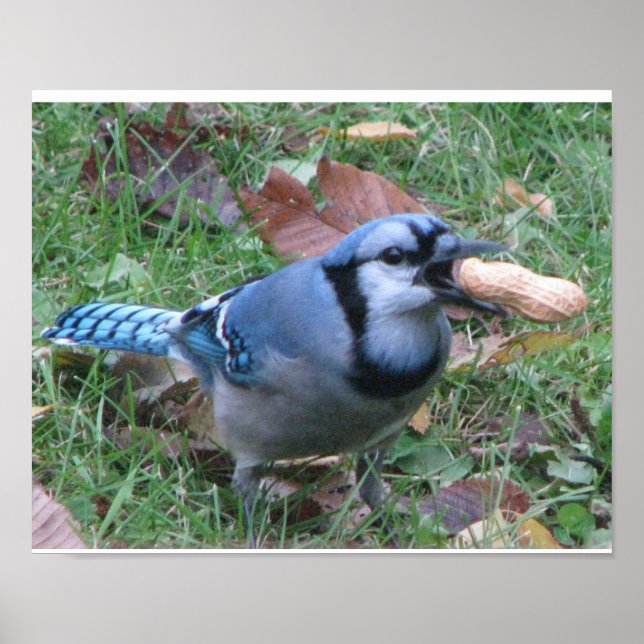 Poster de Bluejay (Devant)