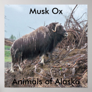 Poster de boeuf musqué-Animaux de l'Alaska