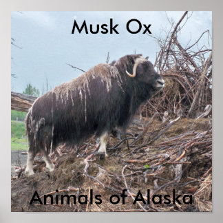 Poster de boeuf musqué-Animaux de l'Alaska