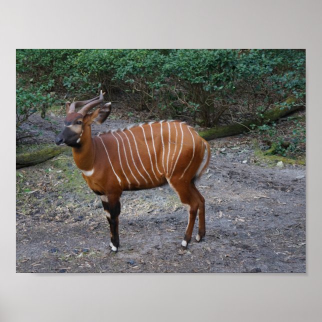 Poster de Bongo (Antelope) (Devant)