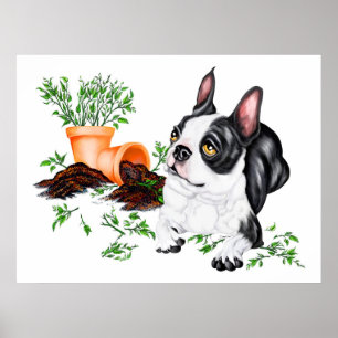 Poster de Boston Terrier Naughty Pup