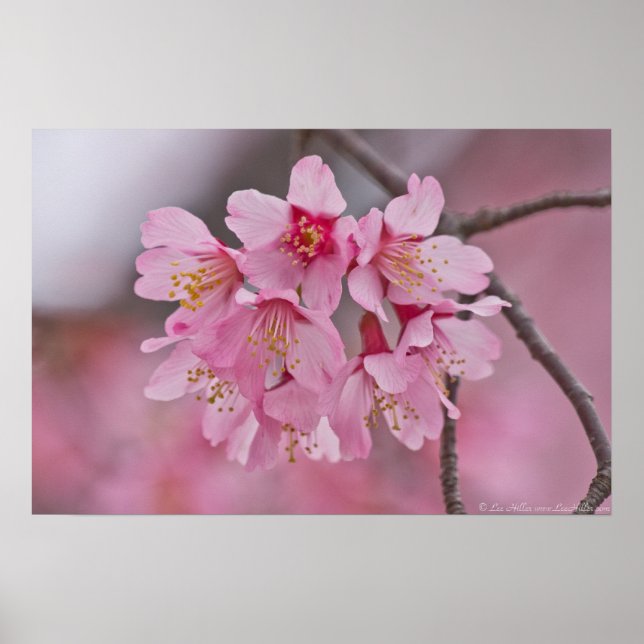 Poster de Bouquet de Cherry Blossom Pink Pastel (Devant)